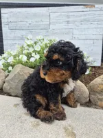 AKC Benny, a male Poodle - Miniature  for sale in Middlebury, IN – 4 of 10