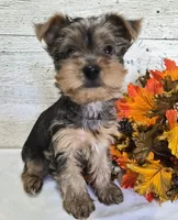 AKC Freddy, a male Yorkshire Terrier for sale in Middlebury, IN – 6 of 10