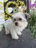 Grace, a female Maltese and Yorkshire Terrier for sale in Middlebury, IN – 3 of 10