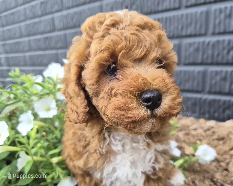 AKC  Oliver – Poodle - Miniature  puppy for sale in Middlebury, IN