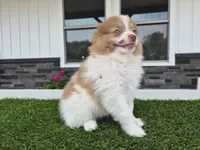 AKC Loki, a male Pomeranian for sale in Middlebury, IN – 3 of 10