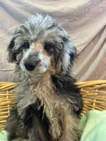 Wally , a male Poodle - Toy  and Poodle - Miniature  for sale in Branford, FL – 4 of 5
