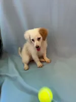 Lily , a female Shihpoo for sale in Branford, FL – 3 of 4