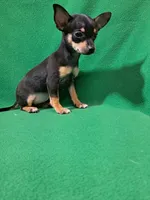 Raya, a female Chihuahua for sale in Branford, FL – Photo 5 of 6