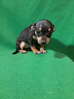 Raya, a female Chihuahua for sale in Branford, FL – Photo 3 of 6