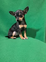 Raya, a female Chihuahua for sale in Branford, FL – Photo 2 of 6