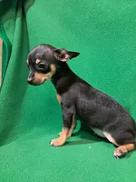 Raya, a female Chihuahua for sale in Branford, FL – Photo 6 of 6