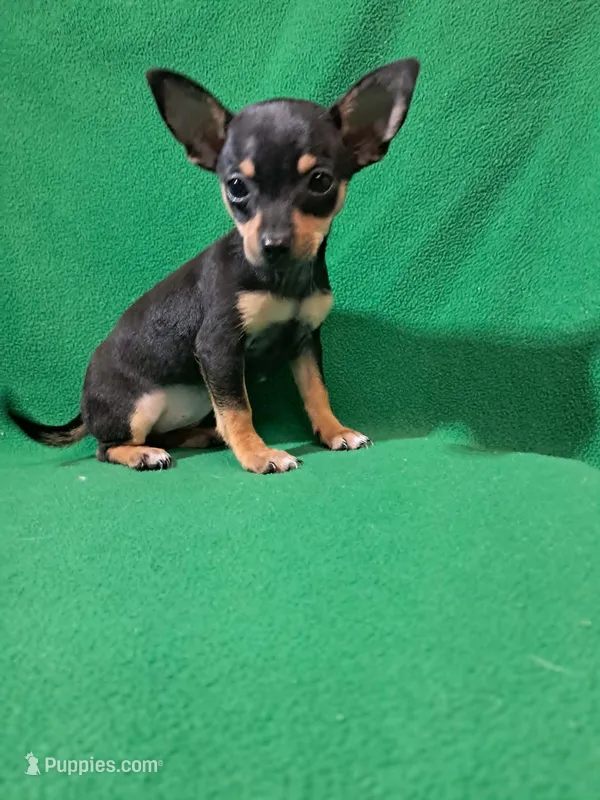 Raya – Chihuahua puppy for sale in Branford, FL