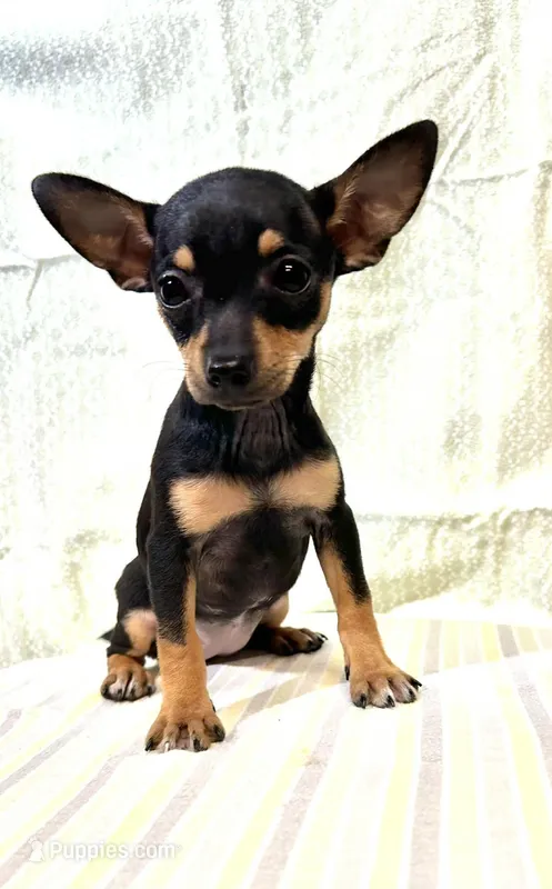 Raya – Chihuahua puppy for sale in Branford, FL