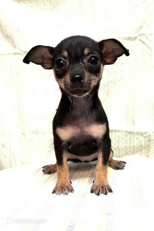 ida – Chihuahua puppy for sale in Branford, FL