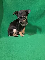 ida, a female Chihuahua for sale in Branford, FL – Photo 4 of 6