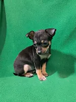 ida, a female Chihuahua for sale in Branford, FL – Photo 6 of 6