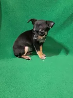 ida, a female Chihuahua for sale in Branford, FL – Photo 3 of 6