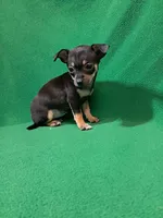 ida, a female Chihuahua for sale in Branford, FL – Photo 5 of 6