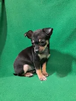 ida, a female Chihuahua for sale in Branford, FL – Photo 2 of 6