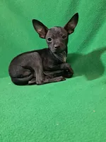 Vader, a male Chihuahua for sale in Branford, FL – Photo 4 of 7