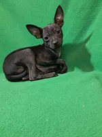 Vader, a male Chihuahua for sale in Branford, FL – Photo 3 of 7