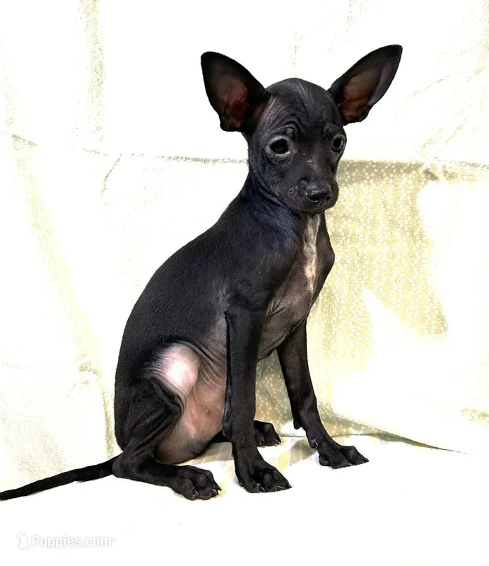 Vader – Chihuahua puppy for sale in Branford, FL