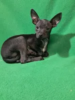 Vader, a male Chihuahua for sale in Branford, FL – Photo 5 of 7