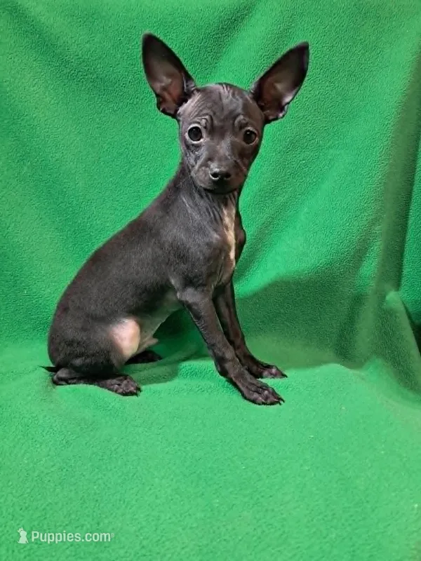 Vader – Chihuahua puppy for sale in Branford, FL