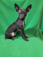 Vader, a male Chihuahua for sale in Branford, FL – Photo 1 of 7