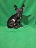 Vader, a male Chihuahua for sale in Branford, FL – Photo 7 of 7