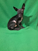 Vader, a male Chihuahua for sale in Branford, FL – Photo 2 of 7