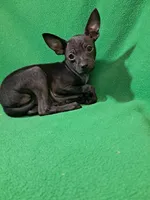 Vader, a male Chihuahua for sale in Branford, FL – Photo 6 of 7