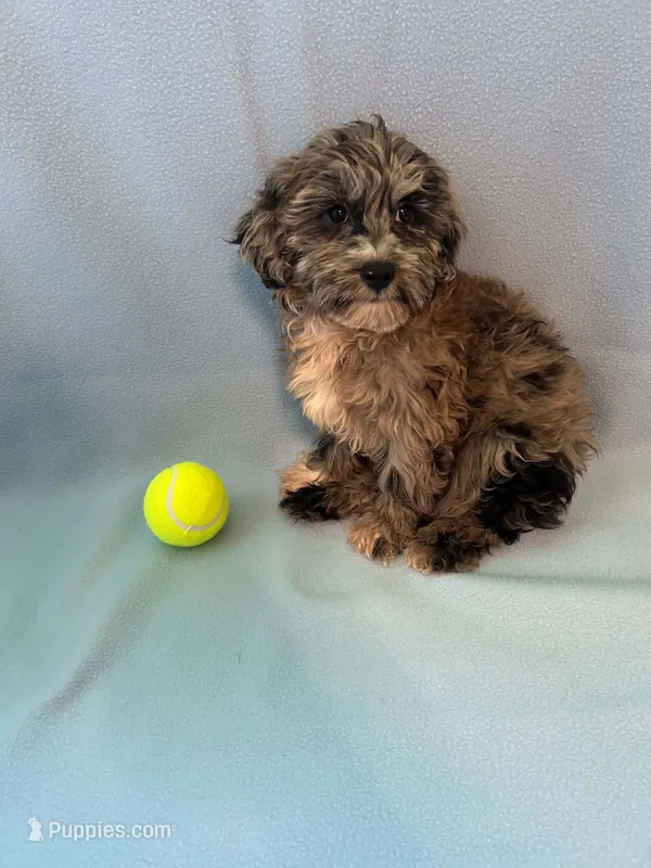 Copper  – Shihpoo puppy for sale in Branford, FL
