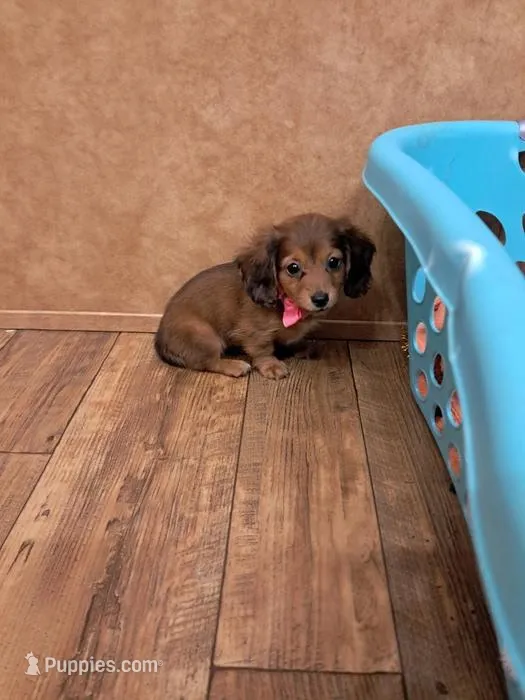 Ariel , a female Miniature Dachshund for sale in Branford, FL – 1 of 2