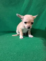 Fylnn, a male Chihuahua for sale in Branford, FL – Photo 8 of 8