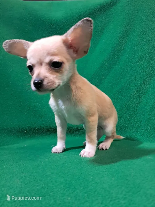 Fylnn – Chihuahua puppy for sale in Branford, FL