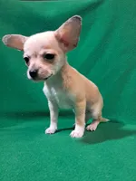 Fylnn, a male Chihuahua for sale in Branford, FL – Photo 1 of 8