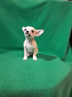 Fylnn, a male Chihuahua for sale in Branford, FL – Photo 3 of 8