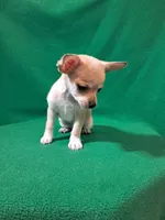 Fylnn, a male Chihuahua for sale in Branford, FL – Photo 6 of 8