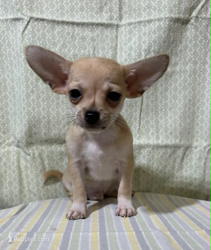Fylnn – Chihuahua puppy for sale in Branford, FL