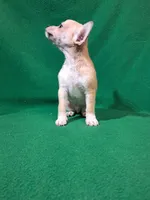 Fylnn, a male Chihuahua for sale in Branford, FL – Photo 5 of 8