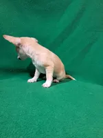 Fylnn, a male Chihuahua for sale in Branford, FL – Photo 4 of 8