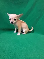 Fylnn, a male Chihuahua for sale in Branford, FL – Photo 2 of 8