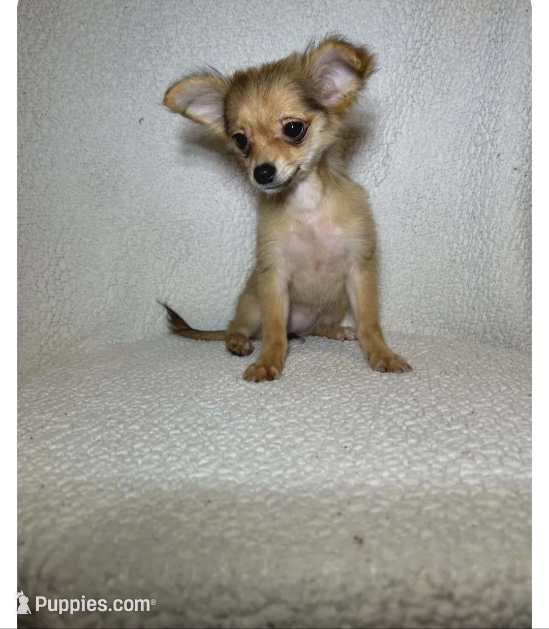 Bella , a female Chihuahua and Pomchi for sale in Branford, FL – 1 of 3