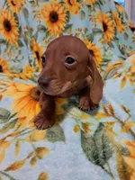 Woody , a male Miniature Dachshund for sale in Branford, FL – 4 of 5
