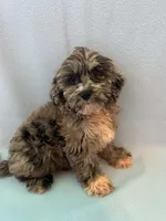Copper , a male Shihpoo for sale in Branford, FL – 4 of 4