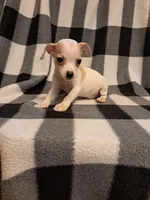 Carter, a male Chihuahua for sale in Branford, FL – Photo 2 of 5