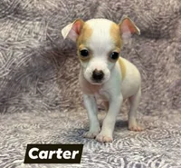 Carter, a male Chihuahua for sale in Branford, FL – Photo 5 of 5