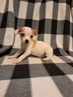 Carter, a male Chihuahua for sale in Branford, FL – Photo 4 of 5