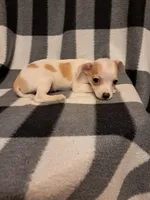 Carter, a male Chihuahua for sale in Branford, FL – Photo 1 of 5