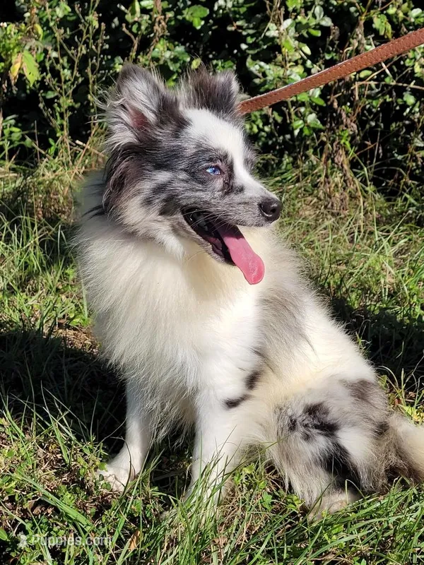 Bandit  – Pomeranian puppy for sale in Branford, FL