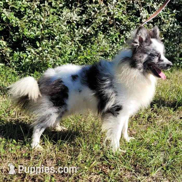 Bandit , a male Pomeranian for sale in Branford, FL – Photo 1 of 1