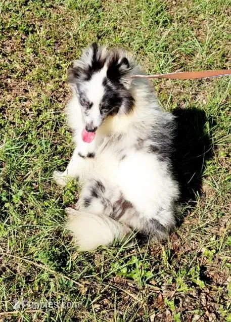 Bandit  – Pomeranian puppy for sale in Branford, FL