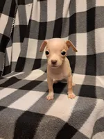 Blake, a male Chihuahua for sale in Branford, FL – Photo 3 of 6